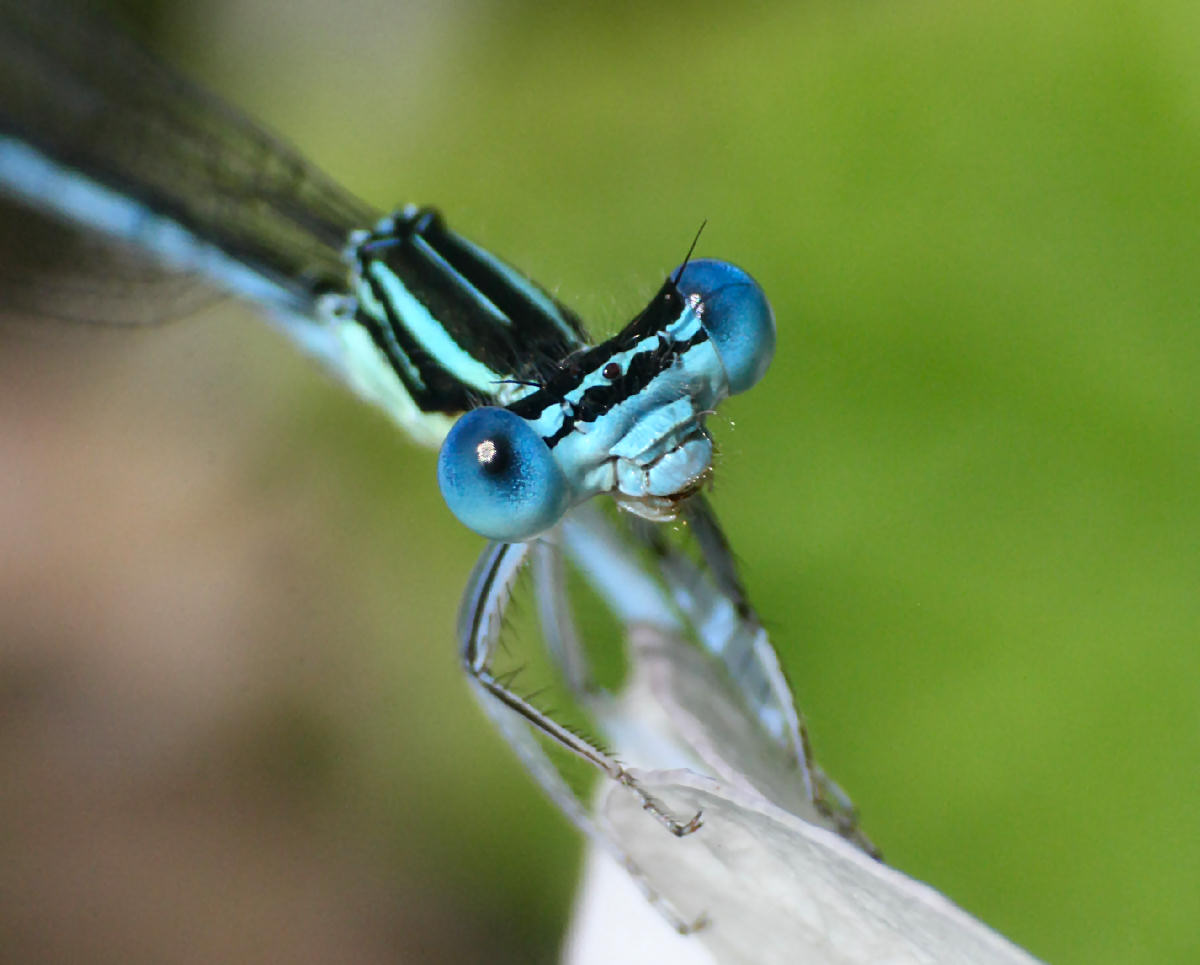 libellulina da identificare: Platycnemis pennipes